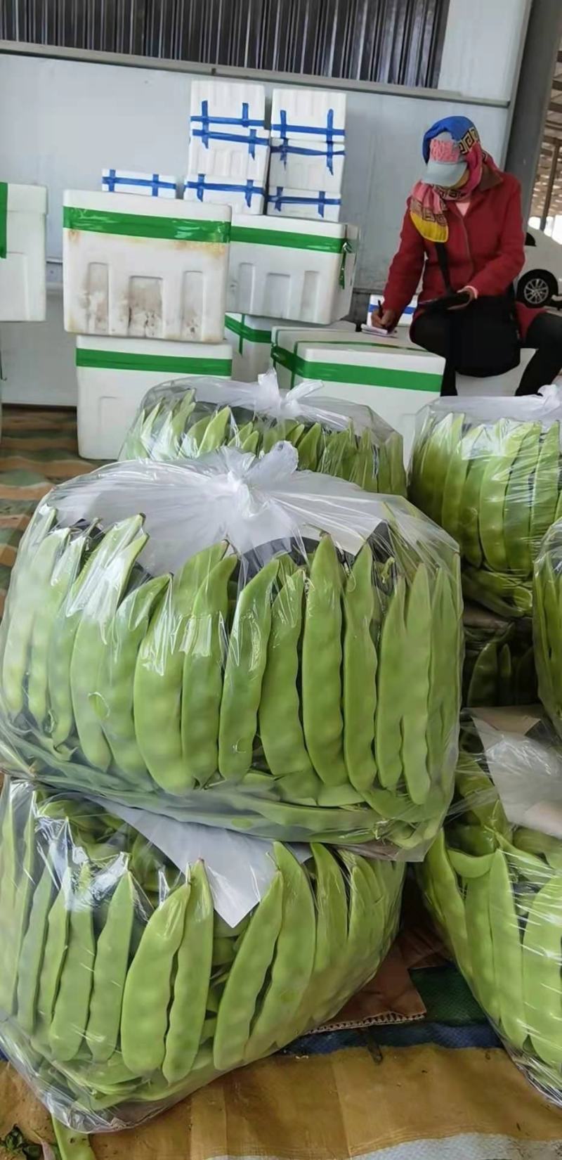 油豆角，一点红油豆角大量上市