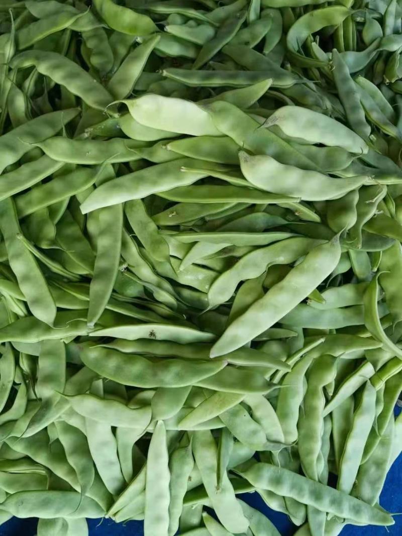 油豆角，一点红油豆角大量上市