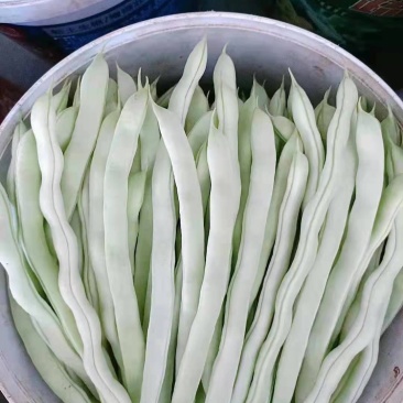 白豆角，白芸豆，白不老大量上市