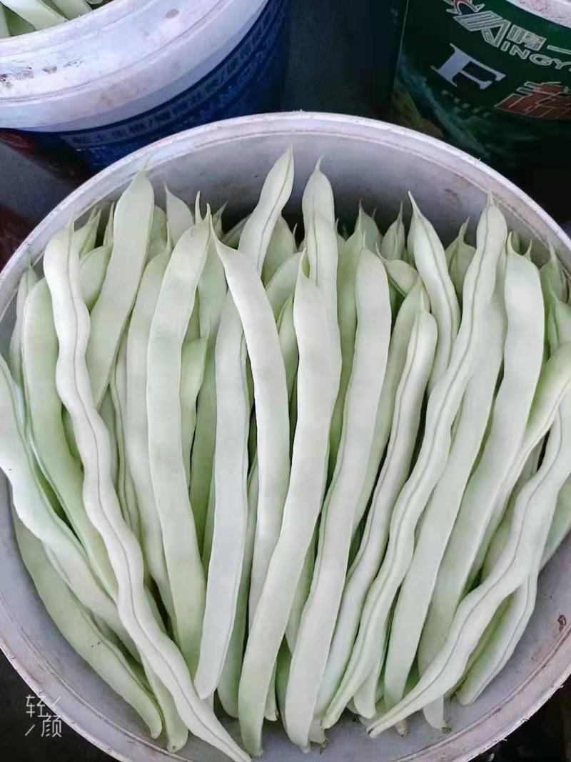 白豆角，白芸豆，白不老大量上市