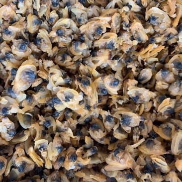 蚬子干，干度好常年销售各种干冰海鲜原料，正八经的海鲜工厂