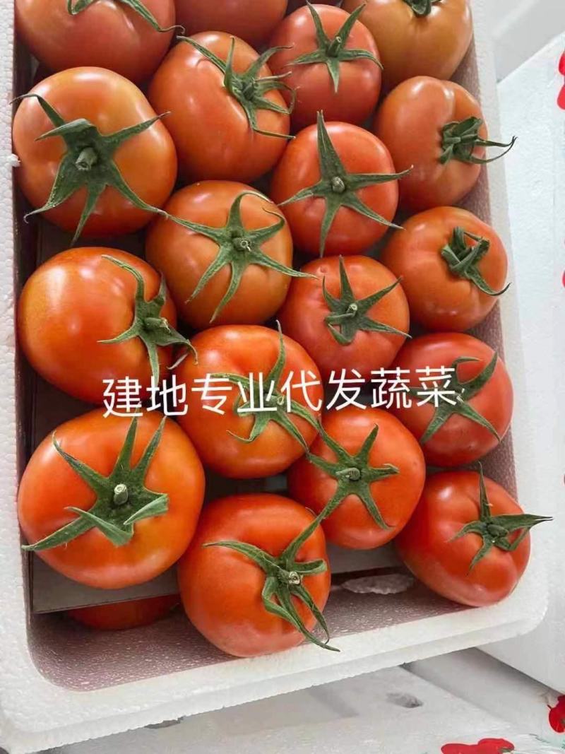 寿光西红柿蔬菜专业代发代收