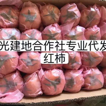 寿光西红柿蔬菜专业代发代收