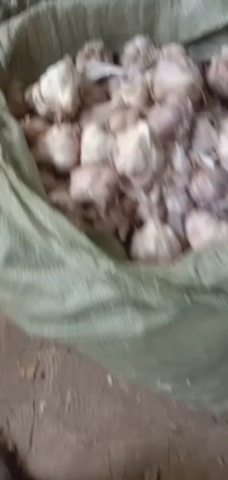 红根祘种