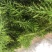 千层塔干货，鲜货。十万大山里货源充足！！