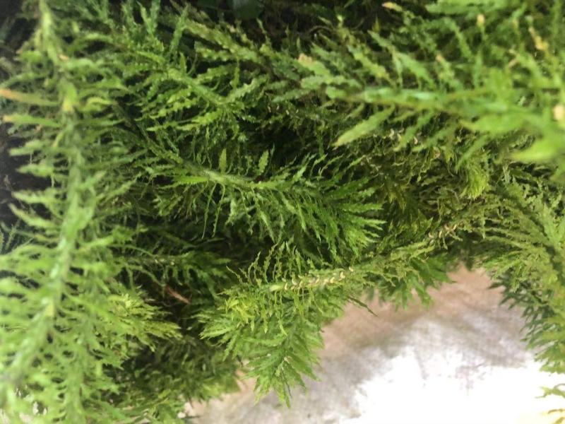 千层塔干货，鲜货。十万大山里货源充足！！