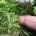 千层塔干货，鲜货。十万大山里货源充足！！