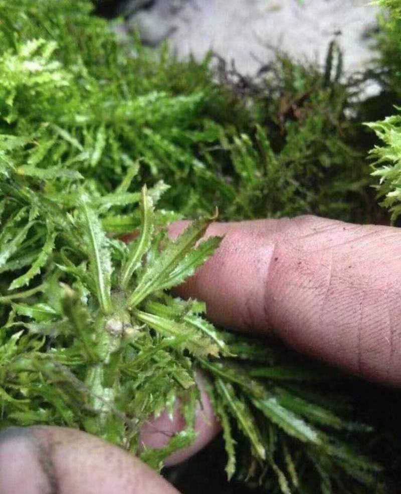 千层塔干货，鲜货。十万大山里货源充足！！