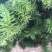 千层塔干货，鲜货。十万大山里货源充足！！
