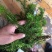 千层塔干货，鲜货。十万大山里货源充足！！