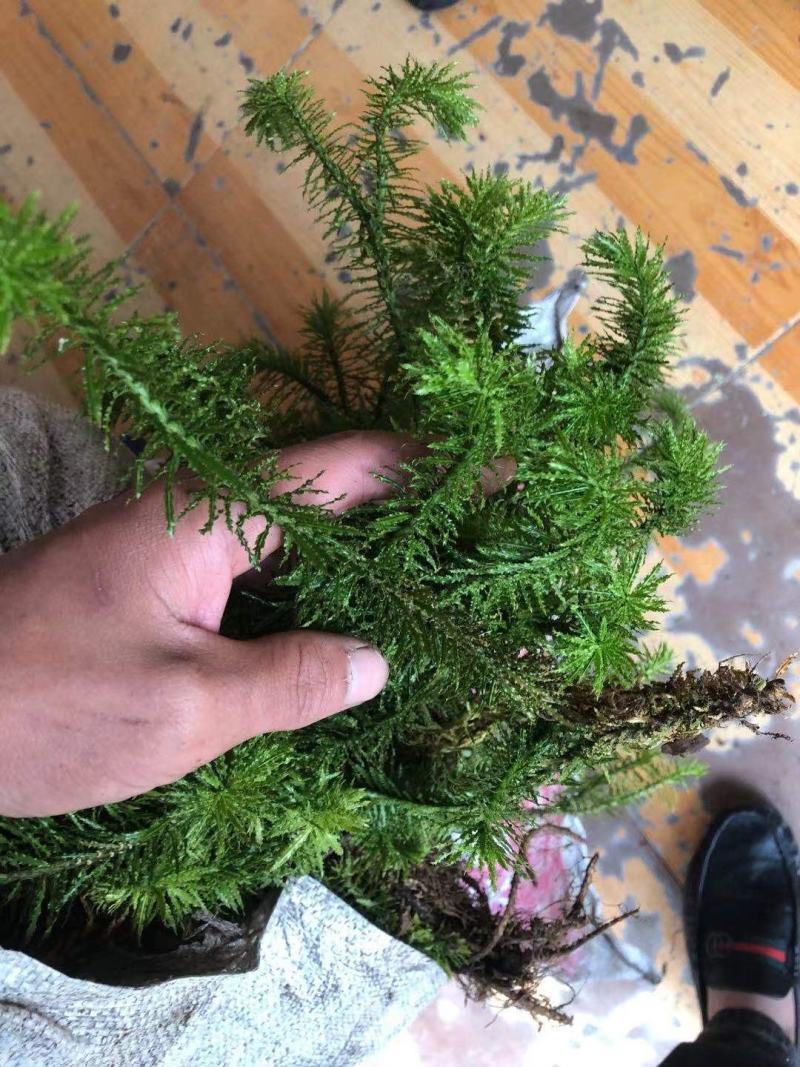 千层塔干货，鲜货。十万大山里货源充足！！
