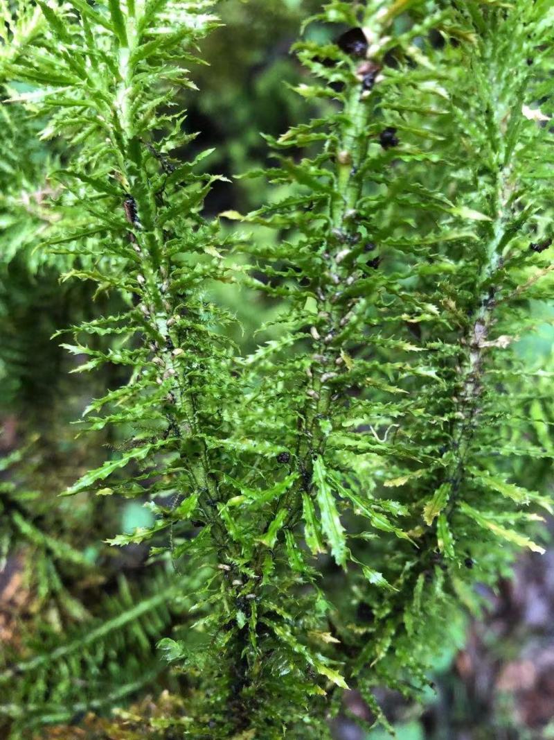 千层塔干货，鲜货。十万大山里货源充足！！