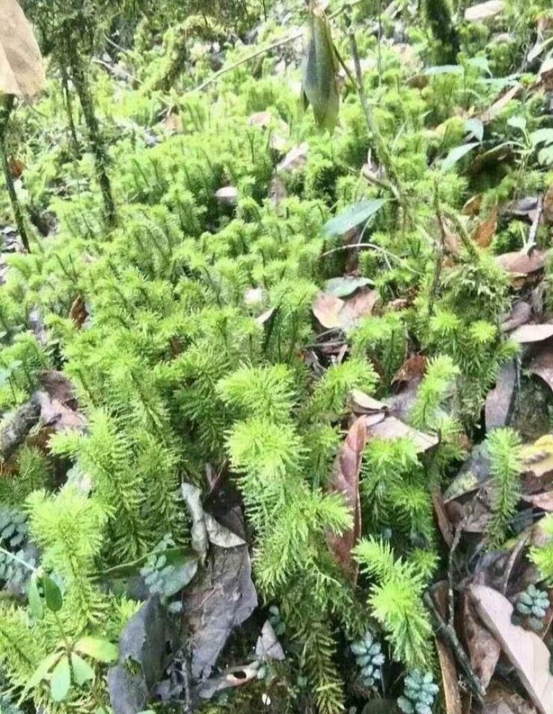 千层塔干货，鲜货。十万大山里货源充足！！