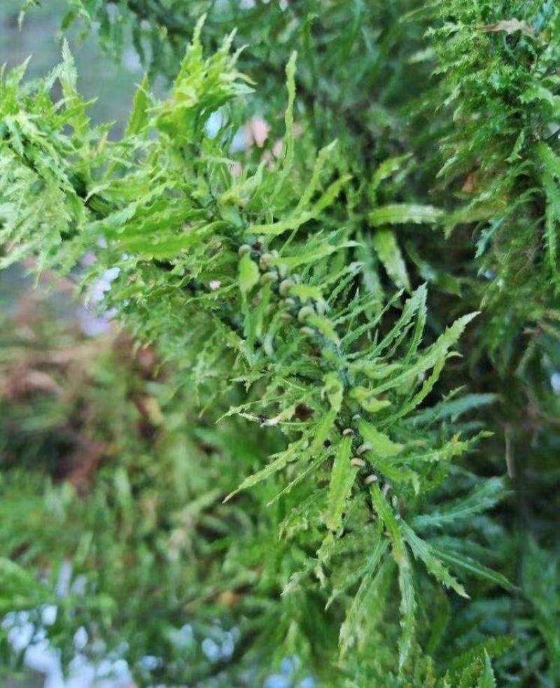千层塔干货，鲜货。十万大山里货源充足！！
