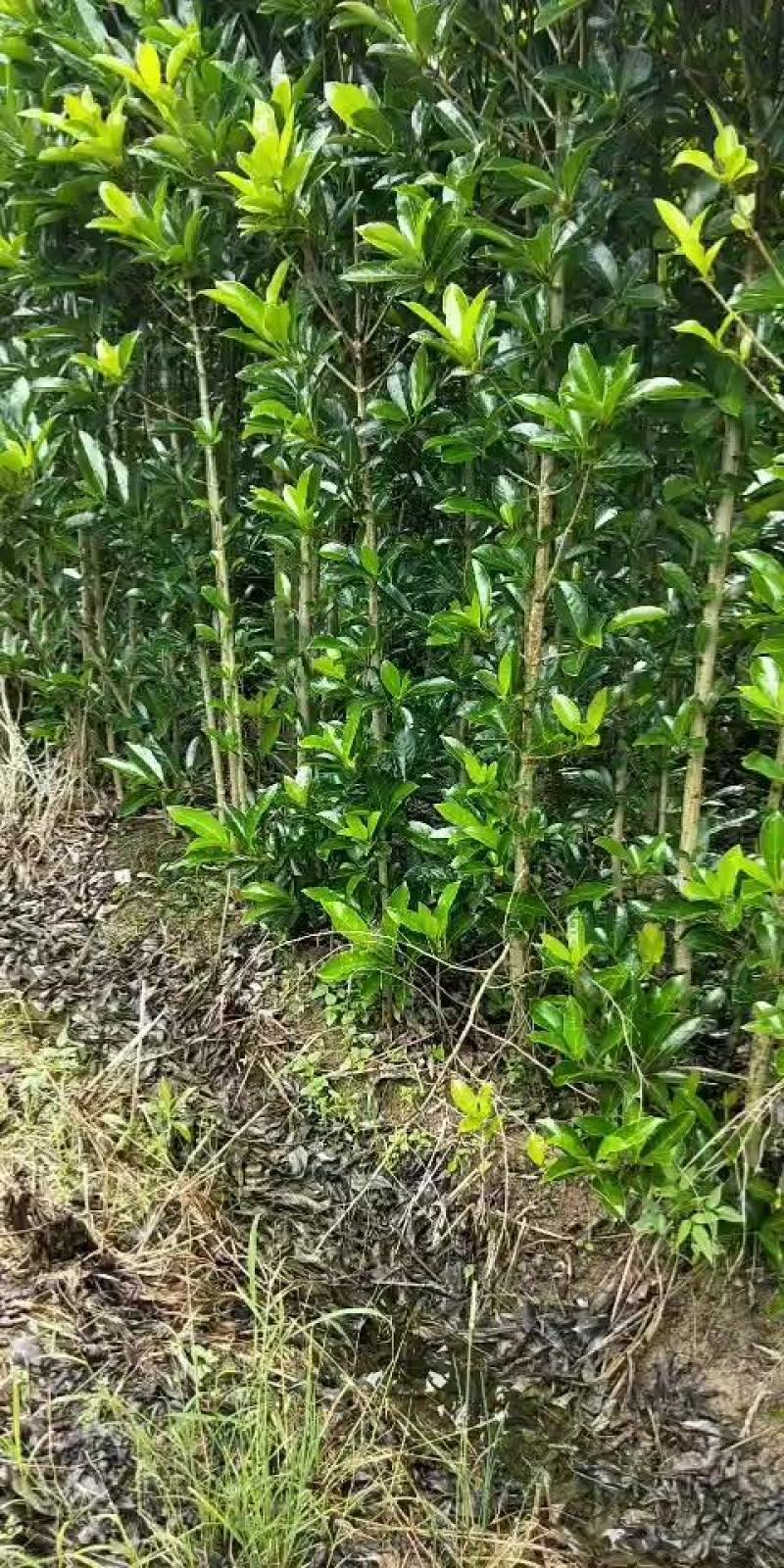 法国冬青