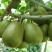 红心猕猴桃，特级精品果