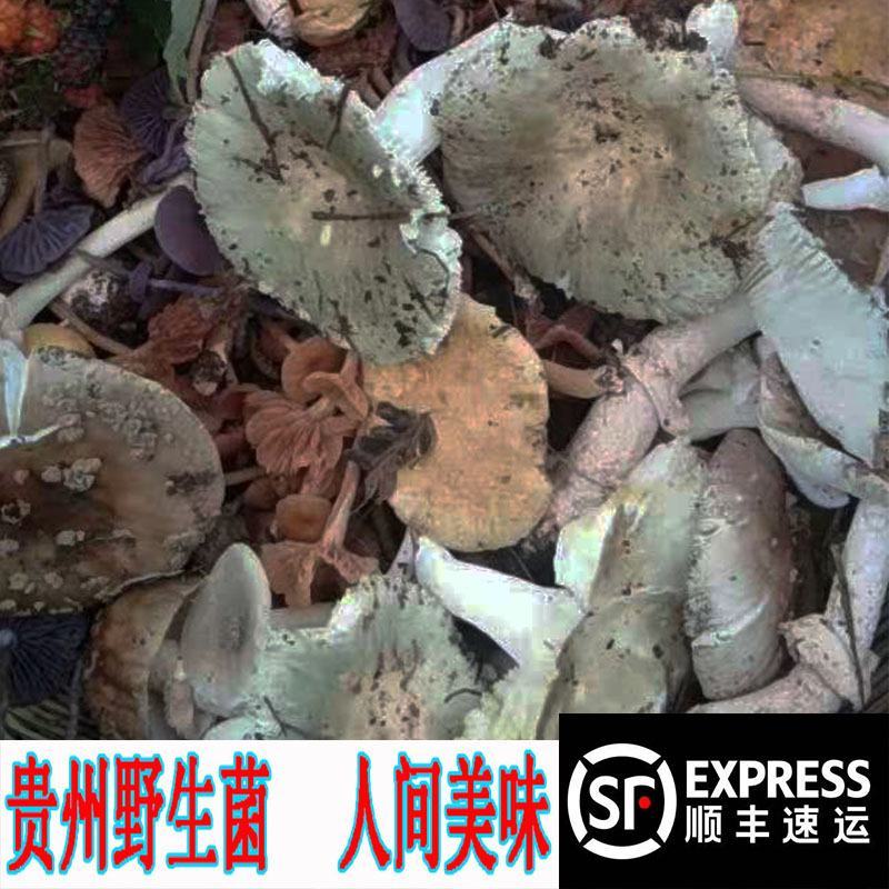 大量供应贵州野生菌子蘑菇餐馆酒店农家乐长期合作