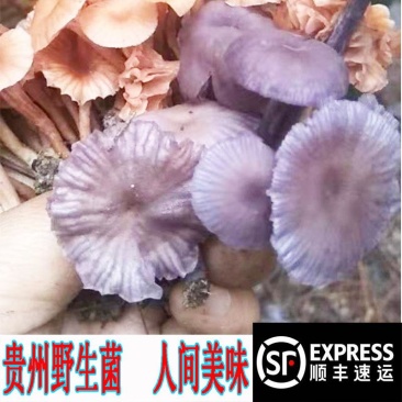 大量供应贵州野生菌子蘑菇餐馆酒店农家乐长期合作