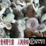 大量供应贵州野生菌子蘑菇餐馆酒店农家乐长期合作