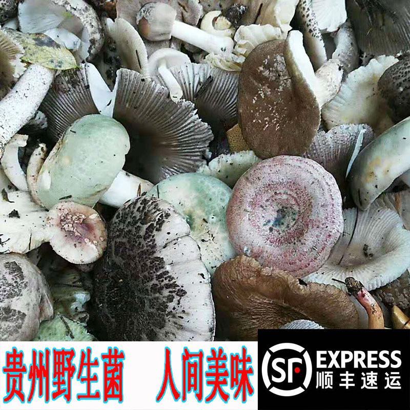 大量供应贵州野生菌子蘑菇餐馆酒店农家乐长期合作