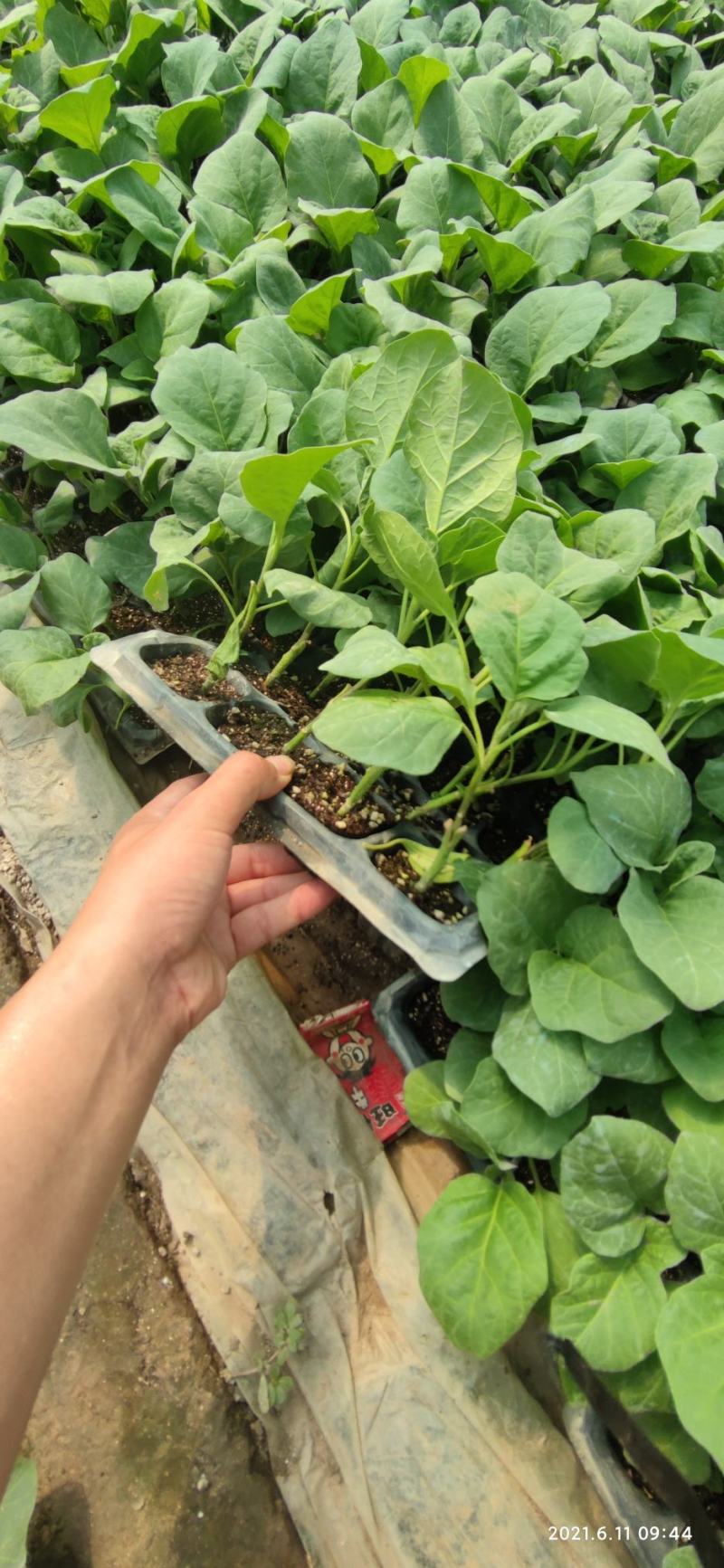 优质嫁接茄子苗绿罐绿星好品种质量高