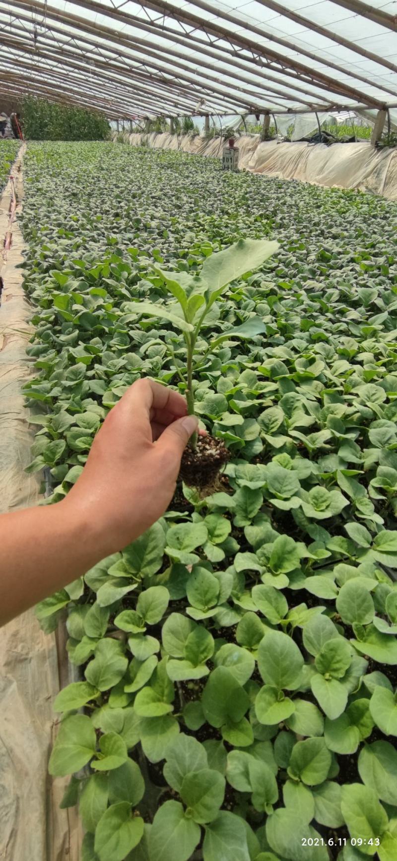 优质嫁接茄子苗绿罐绿星好品种质量高