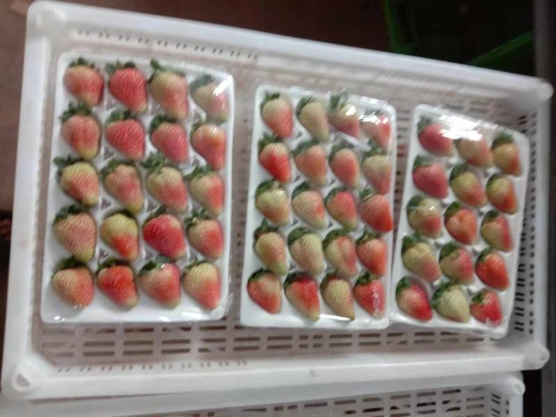双流冬草莓盒装PT盒透明盒可零售烘焙草莓航空物流夏草莓
