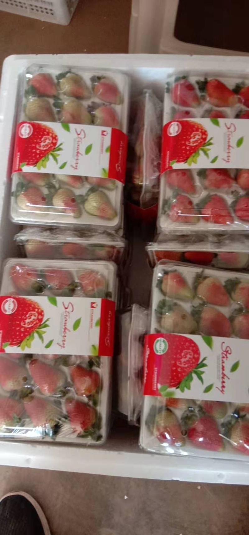 双流冬草莓盒装PT盒透明盒可零售烘焙草莓航空物流夏草莓