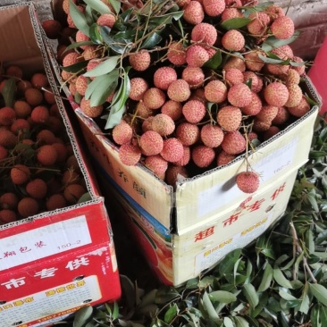 广西桂平桂味大量，个头均匀，口感清脆，水分充足有货