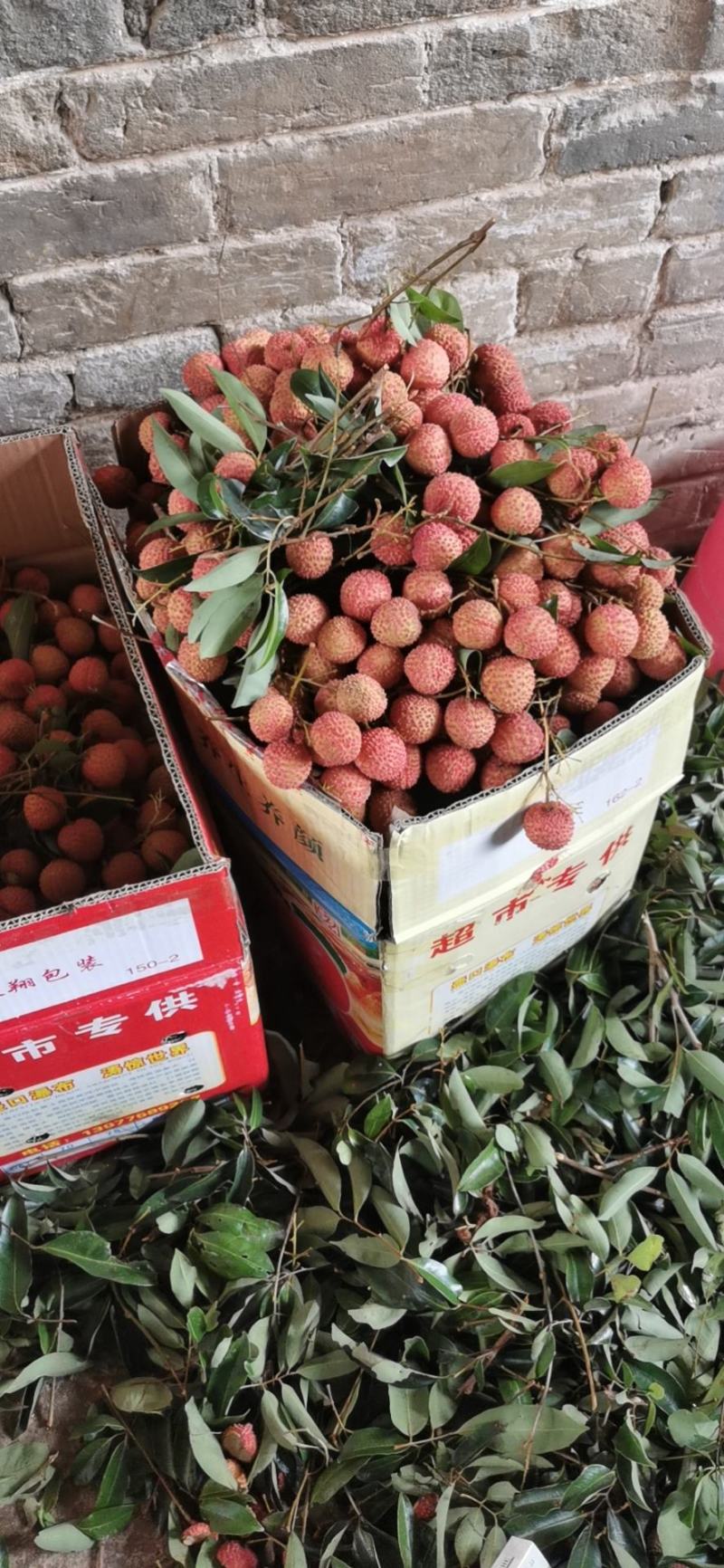 广西桂平桂味大量，个头均匀，口感清脆，水分充足有货