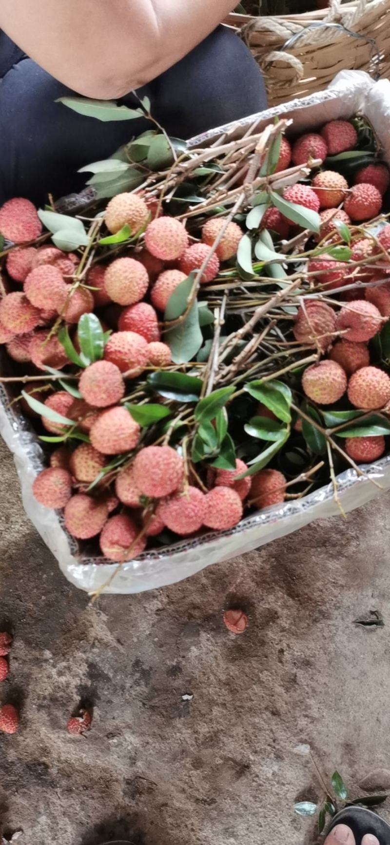 广西桂平桂味大量，个头均匀，口感清脆，水分充足有货