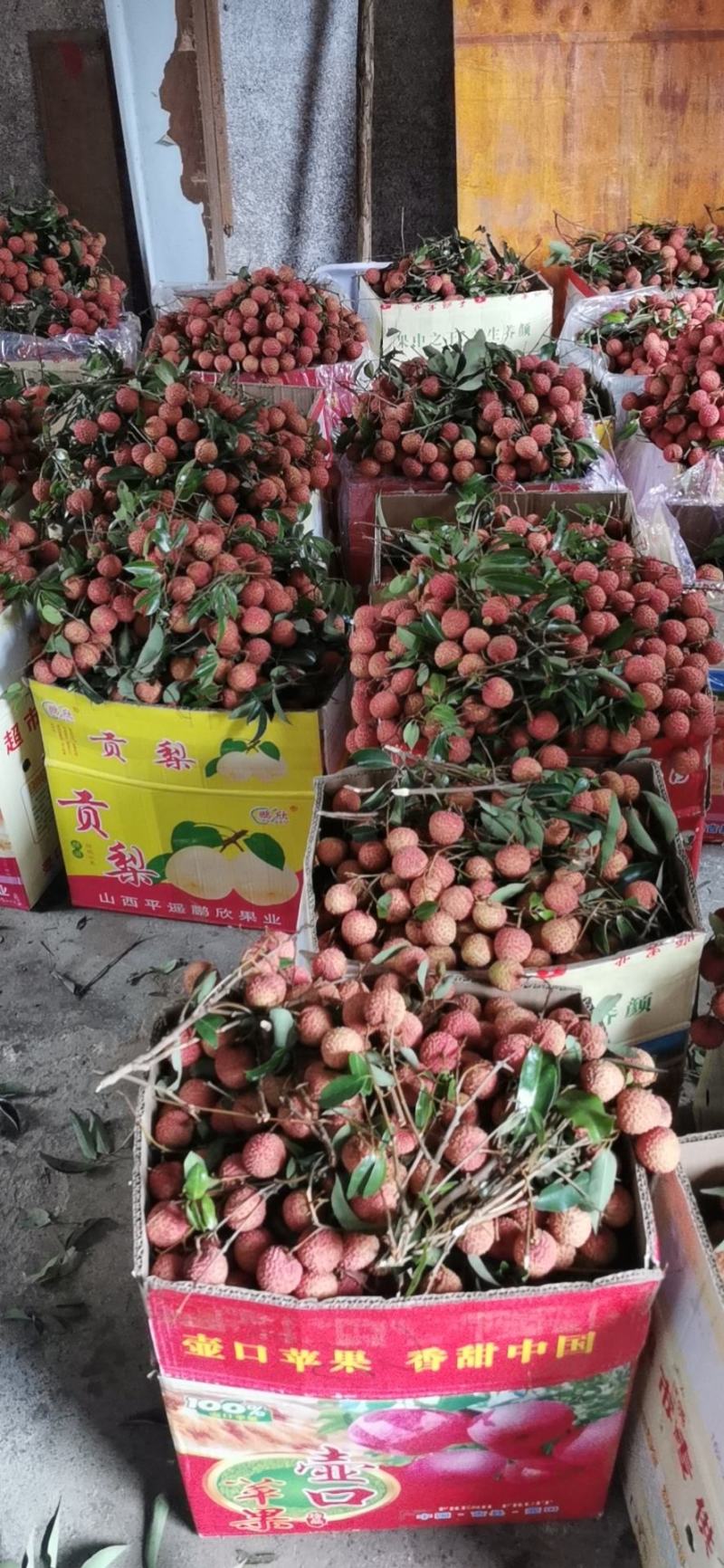 广西桂平桂味大量，个头均匀，口感清脆，水分充足有货