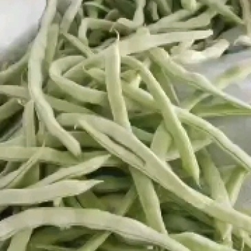 白豆角，白芸豆，白不老大量上市