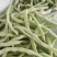 白豆角，白芸豆，白不老大量上市