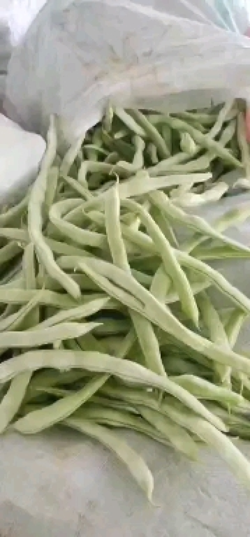 白豆角，白芸豆，白不老大量上市