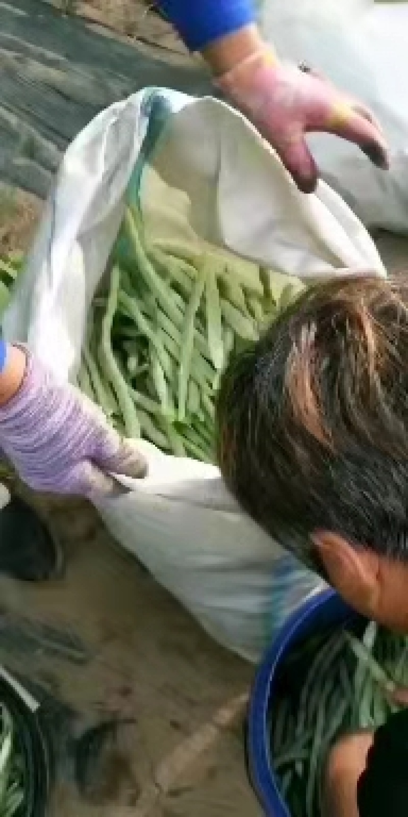 白豆角，白芸豆，白不老大量上市