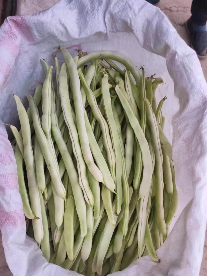 白豆角，白芸豆，白不老大量上市