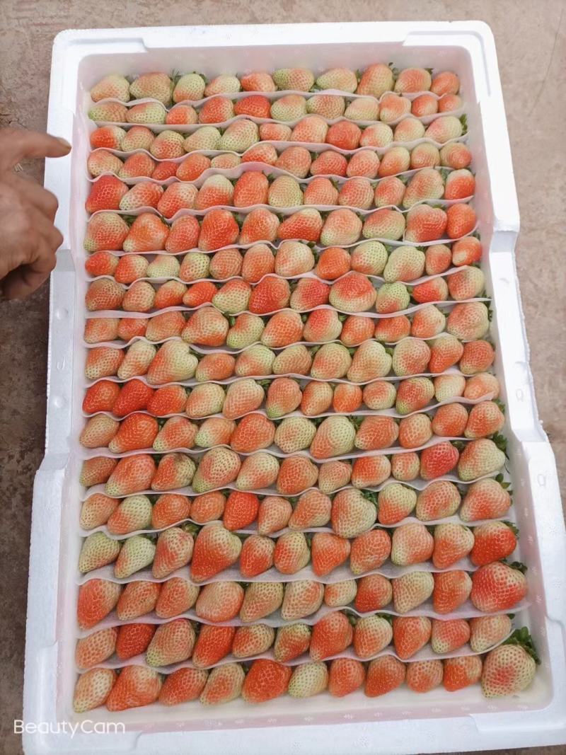 草莓云南四季草莓大量供应欢迎咨询产地直发一手货源