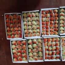 草莓云南四季草莓大量供应欢迎咨询产地直发一手货源
