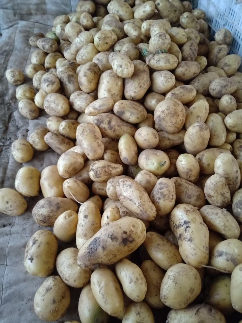 土豆大量上中，质量量优，价格美丽，我愿真诚为广大客商服务