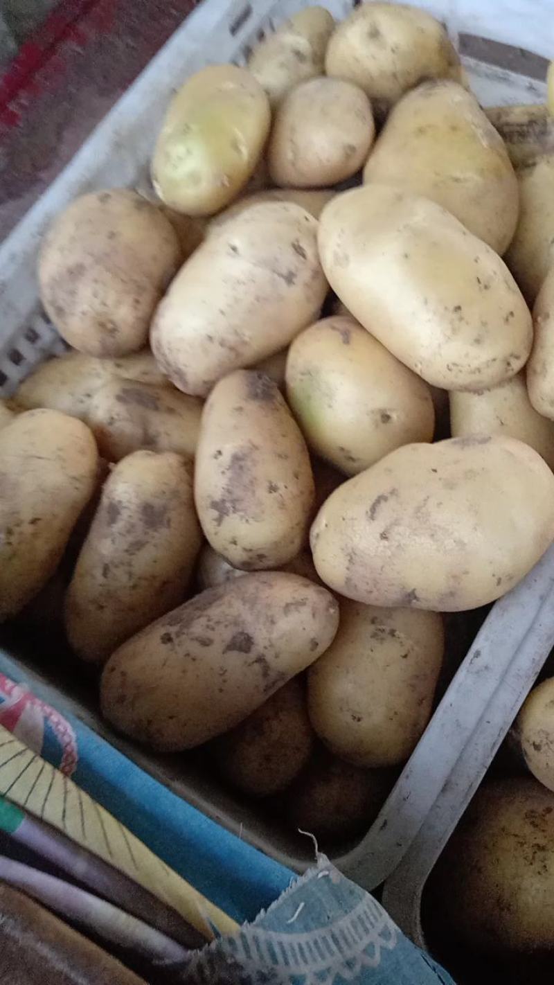 土豆大量上中，质量量优，价格美丽，我愿真诚为广大客商服务
