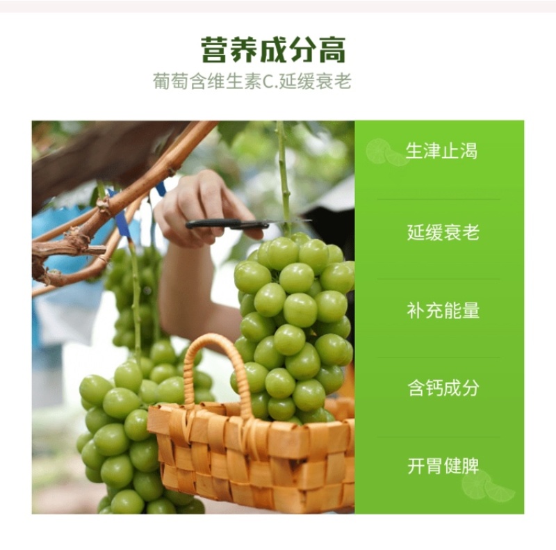 西昌市阳光玫瑰葡萄6月上市欢迎老板咨询合作，自有冷库