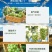 西昌市阳光玫瑰葡萄6月上市欢迎老板咨询合作，自有冷库