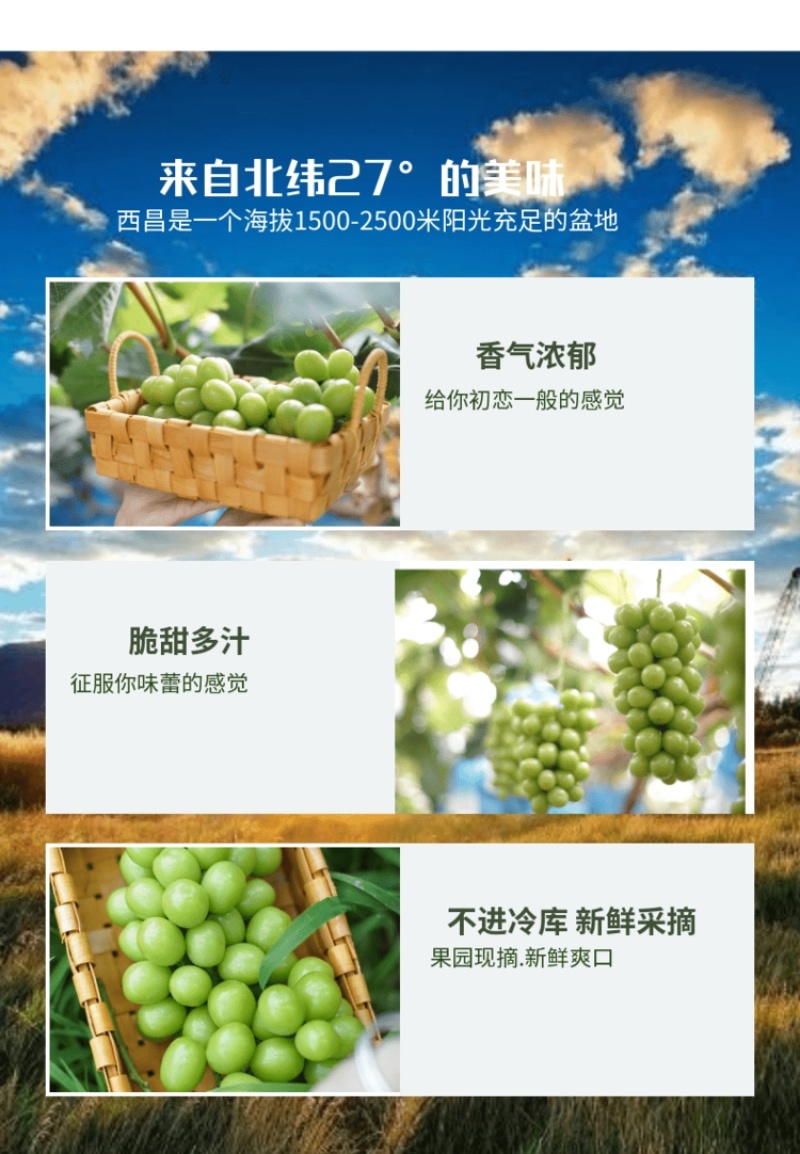 西昌市阳光玫瑰葡萄6月上市欢迎老板咨询合作，自有冷库