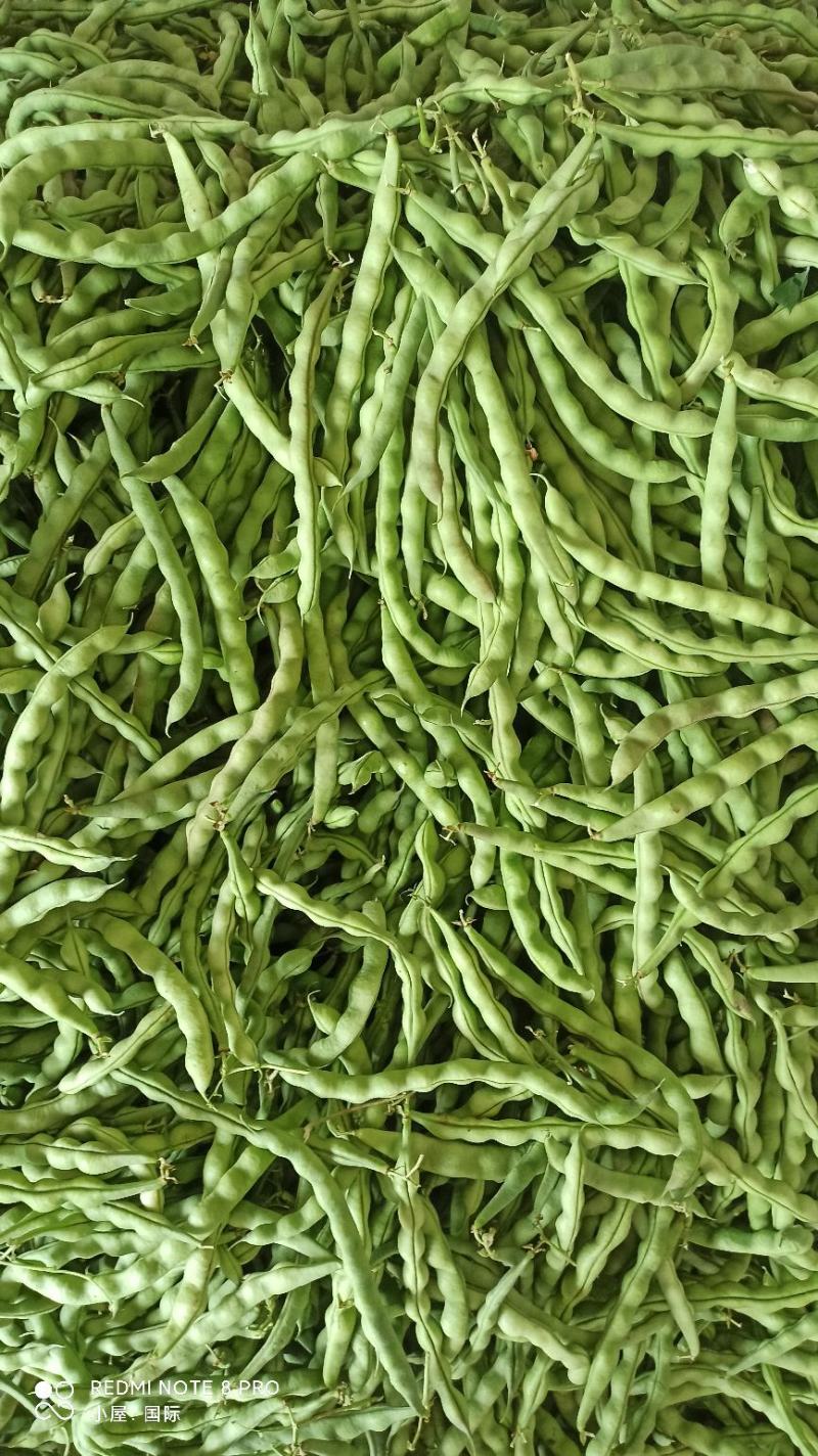 肉豆芸豆