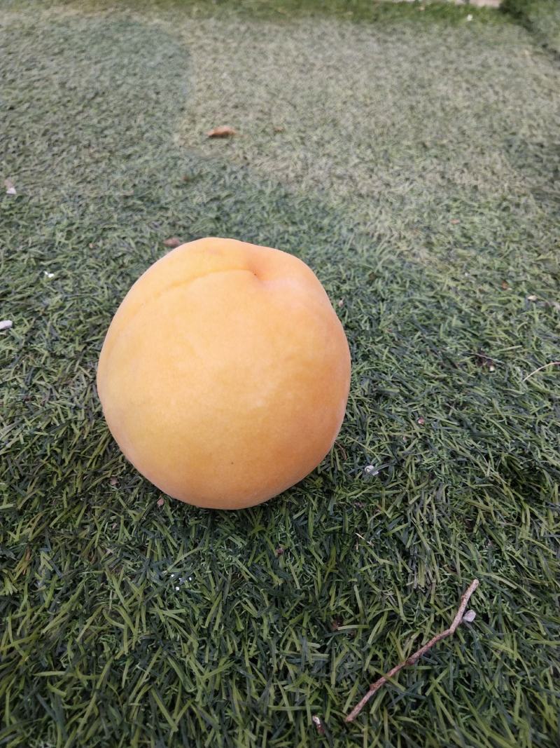 威县黄金密1号大量上市，欢迎广大客商前来釆购！