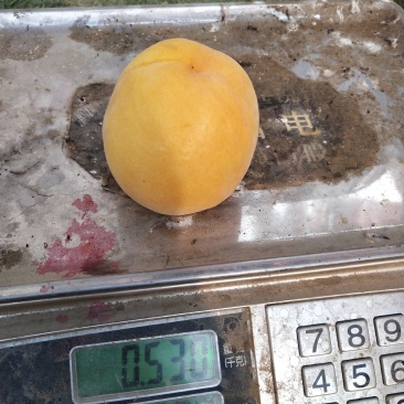 威县黄金密1号大量上市，欢迎广大客商前来釆购！