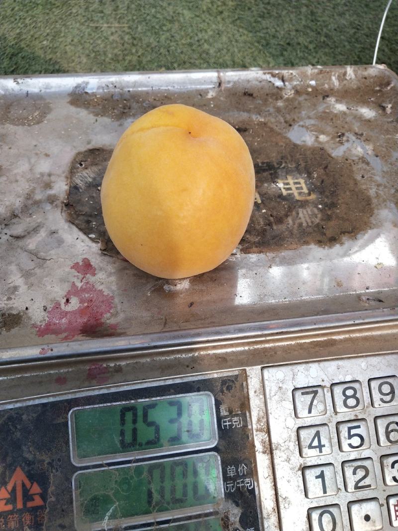 威县黄金密1号大量上市，欢迎广大客商前来釆购！