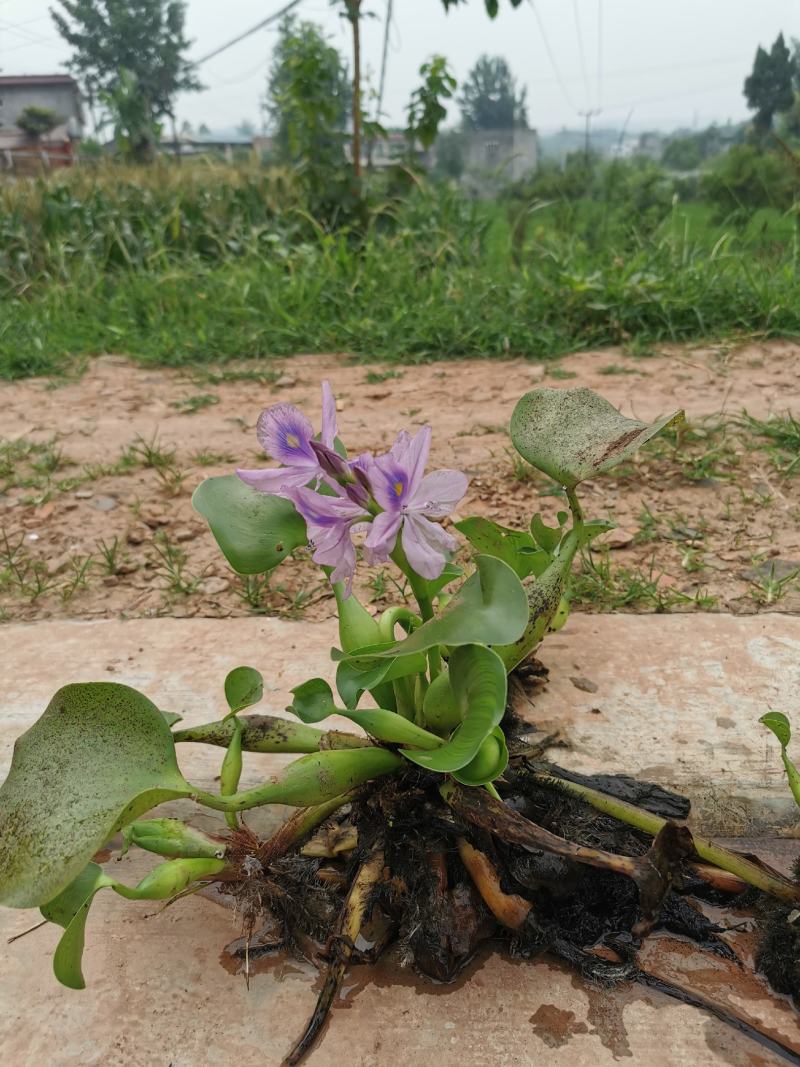 眉山东坡区大量出售水生植物水葫芦