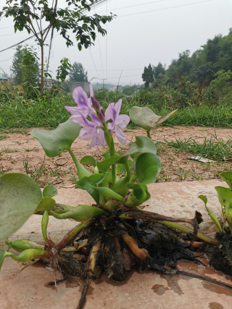 眉山东坡区大量出售水生植物水葫芦